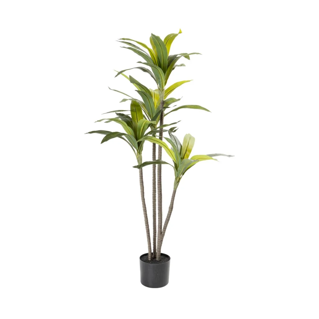 Planta Dracaena Frangrãns em vaso